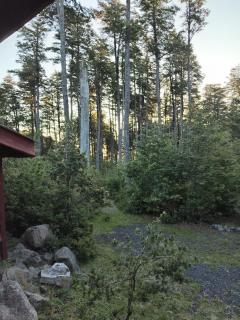 Cabañas mountain Native forest - 1