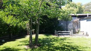 Peony Summer Paradise - 5