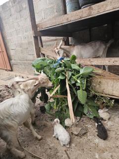 Meleji Studio House - 6