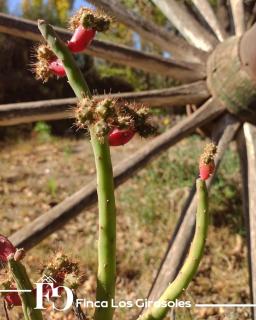 Hospedaje Los Girasoles - 5