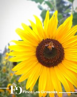 Hospedaje Los Girasoles - 7