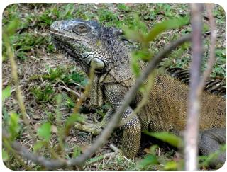Howler House over the River - 7