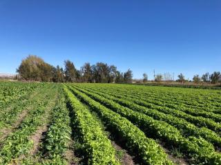 Container on the banks of Chubut River - 2