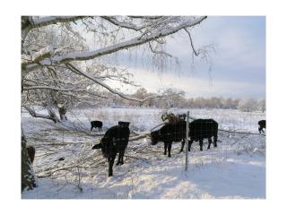 Apartment with 1 bedroom - 1