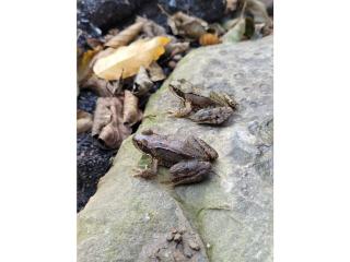 Holiday home Littard - Rheurdt - 0