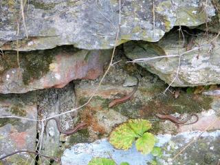 2 Weinhaus Marmann - 7