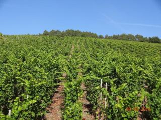 2 Weinhaus Marmann - 8