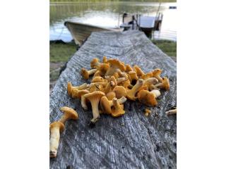 Häradssätter gård 4 - 0