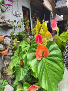 Manuk Dewata Villa - 9