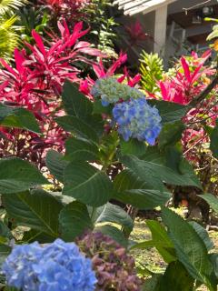 Hotel Villa La Fortuna - 1