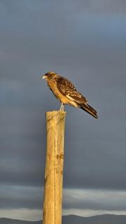 Cabaña Hacieda Bahía Tongoy - 4