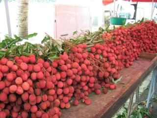 Appt Terrasse Tropicale - vue mer à St-Leu centre - 3