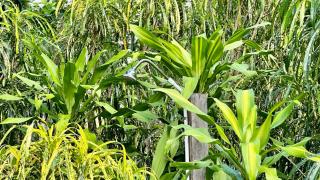 Casa Punta Preciosa - Puerto Jiménez - 7