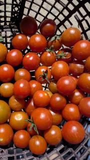 Vanika Retreat - Champawat - 1