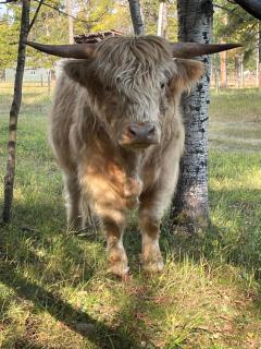 Cozy Country Log Cabin Art Spa Getaway - 7