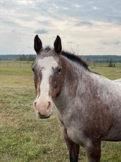 Cozy Country Log Cabin Art Spa Getaway - 8