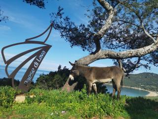 Village de vacances Paese di Lava, Grand Ajaccio - Alata - 9