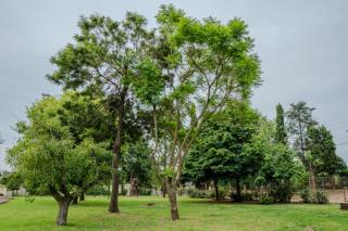 Imaginaria quinta - 5