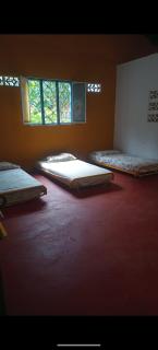 La carpa de Nilo - 4