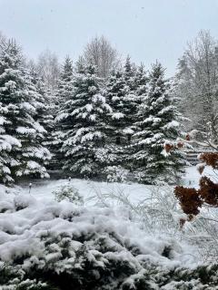 Forest Villa w pobliżu Suntago - 7