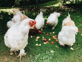 Tiny House met privé hottub - 3