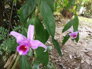 Casa Osa Bella Rayo Verde Two Bedroom - 8