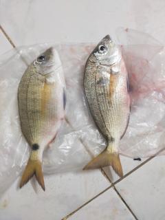 راس غارب هوم Ras Gharib House, Red Sea - 4