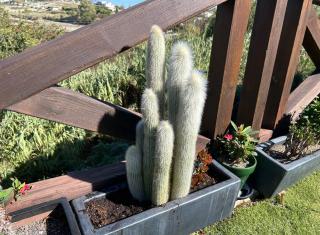 GUADALMINA HOUSe - 4