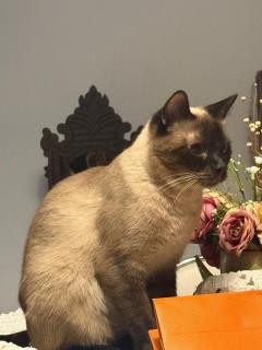 Alugo Quarto Simples em Apto Charmoso - 1