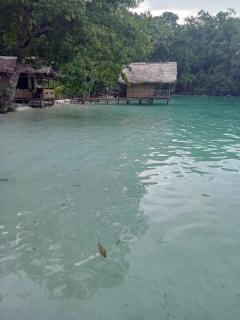 " Wobbegong Raja Ampat " - 4