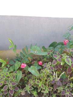 kapi wild cottage Ella - 4