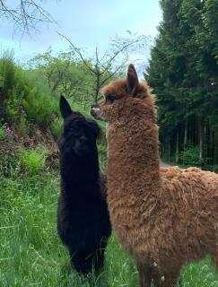 Bläsihof - Langhard - 5