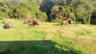 Shobha home stay - Vattavada - 0