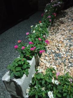 Canto dos Pássaros - 8