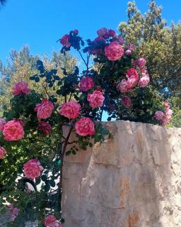 Il trullo delle rose - 5