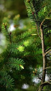 Pine Guest House sawan tangmarg - 1