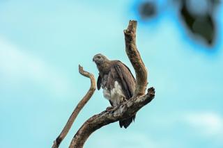 Wildheart Wilpattu guest - 4