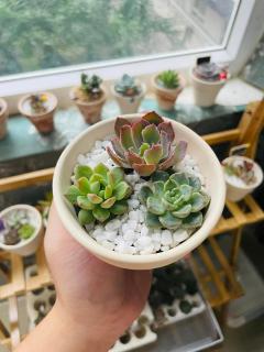 Paradise Home 21NVT - Hanoi - 2