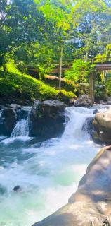 Monstera Forest Lodge - 1