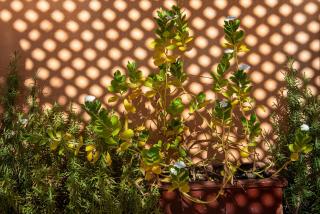 Riad le Jardin de Mina - 2