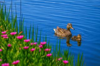 Downtown A2 Gem - Next to Hospitals, Stadium & Restaurants - 0