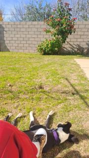 Casa con 2 habitaciones, patio cerrado, 3 camas - 1