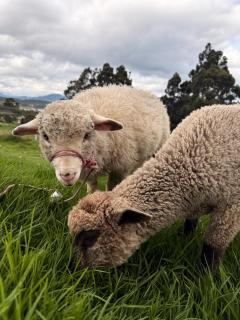 Casa campo Guatavita #02 - Montecillo - 5