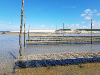 Appartement à Arcachon avec terrasse, proche plage et parking - FR-1-474-268 - Arcachon - 3