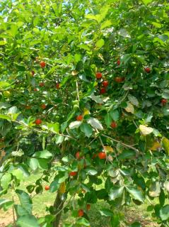 Camping crisemilhabela - 8