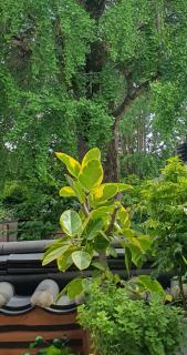 전주한옥마을 독채 교동스테이 - 5