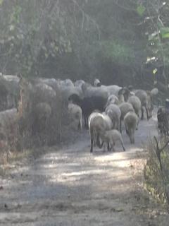 Sultan Resorts 7 star Luxurious accommodations - 4