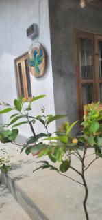 Green serenity mirissa - 5