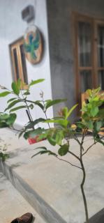 Green serenity mirissa - 4