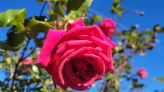 Himalayan Serenity Homestay - 5